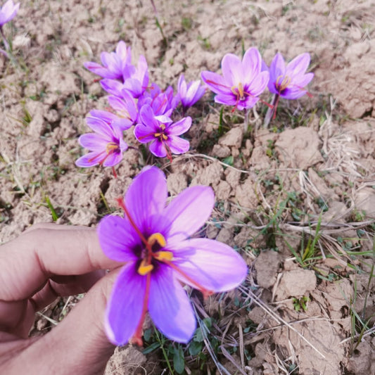 Kashmiri Saffron Zarda - Crocus sativus
