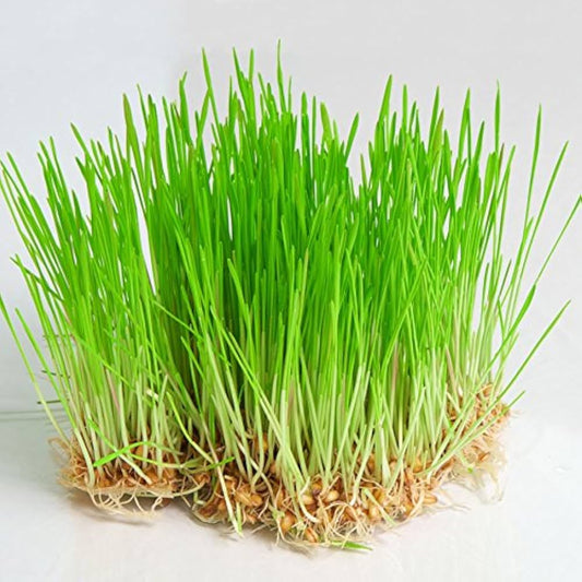 Wheatgrass Leaf Liquid Extract (Water Soluble) - Triticum aestivum - Herbuno.Com