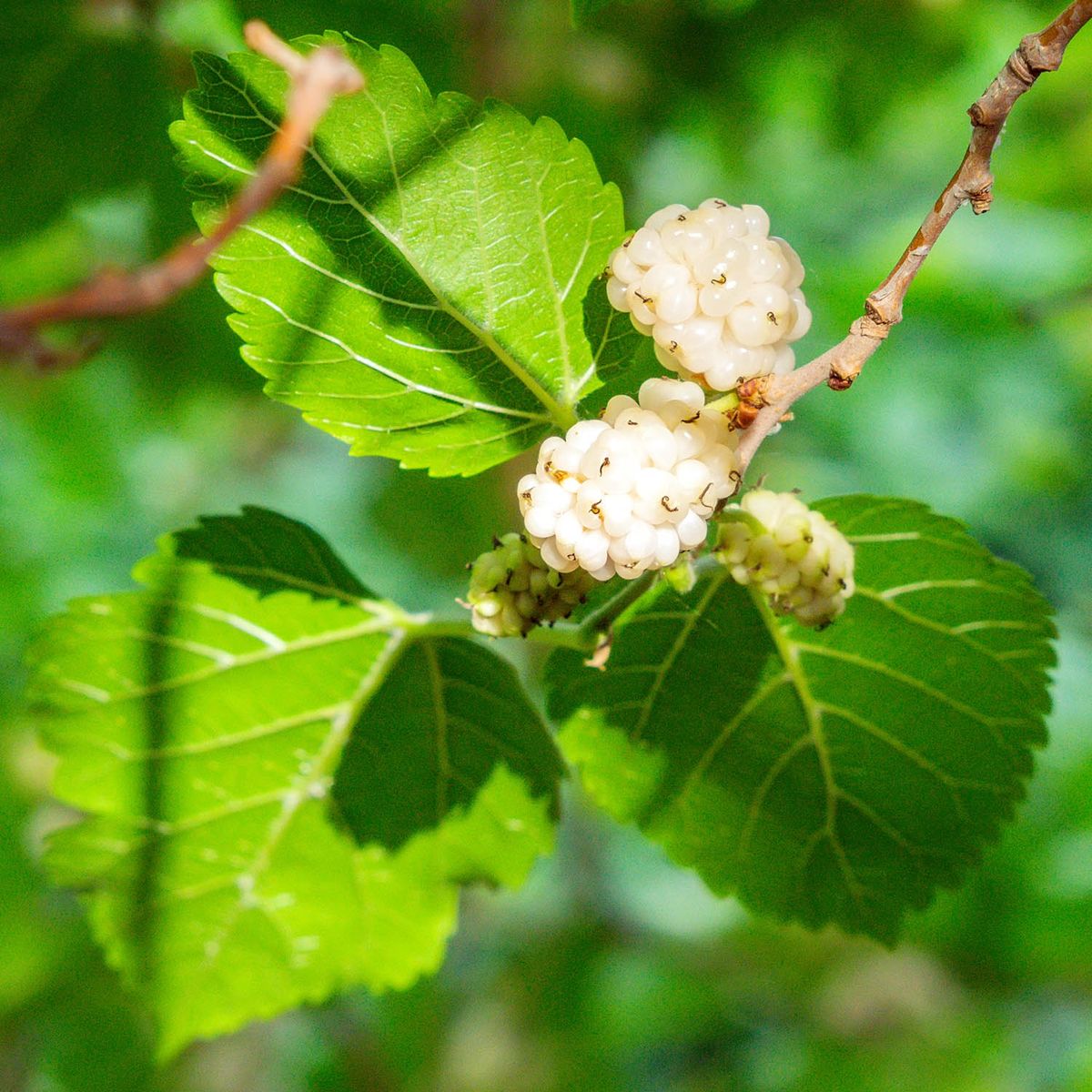 White Mulberry Leaf Liquid Extract (Water Soluble) - Morus alba - Bulk Supplier India - shop_name