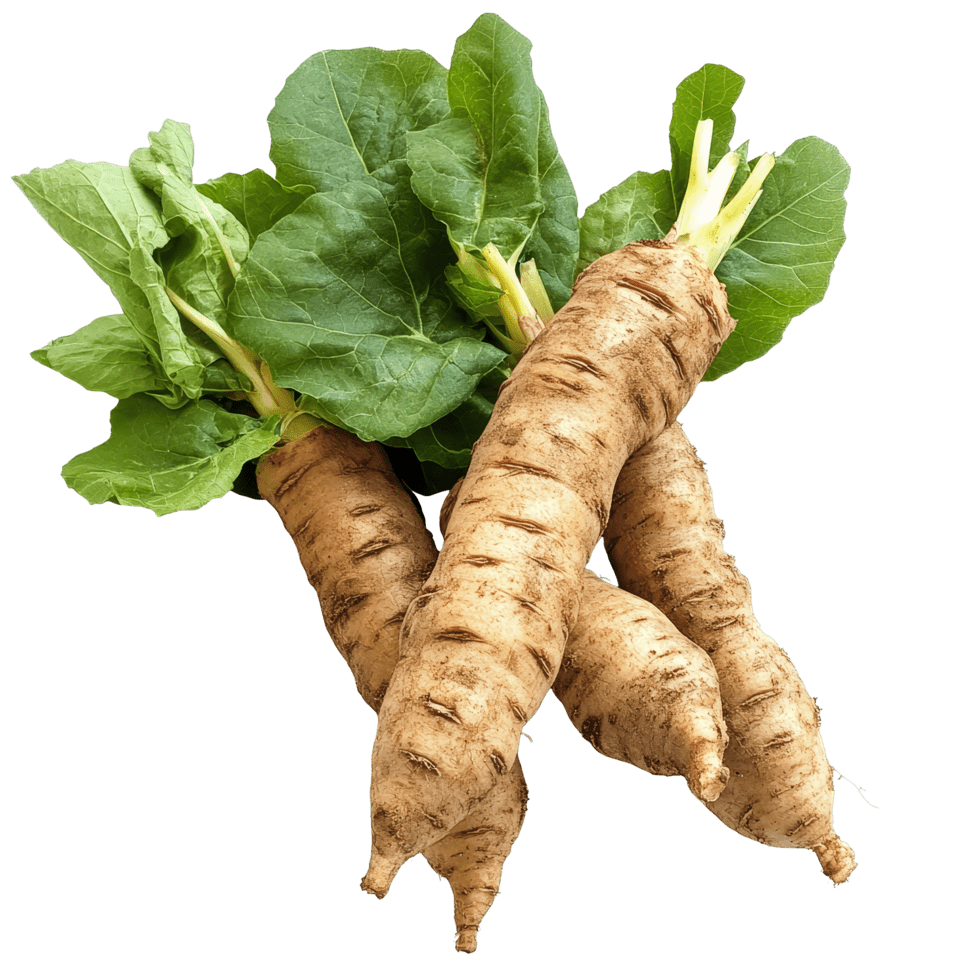 Yacon Root Liquid Extract (Water Soluble) - Smallanthus sonchifolius - Herbuno.Com