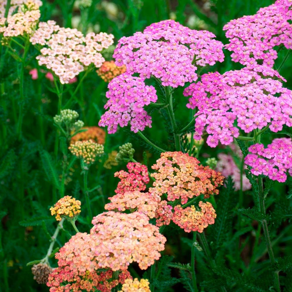 Yarrow Liquid Extract (Water Soluble) - Achillea millefolium - Bulk Supplier India - shop_name