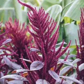 Anthocyanin Extract Powder - Herbuno