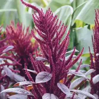 Anthocyanin Extract Powder - Herbuno (Gausyn Global LLP)