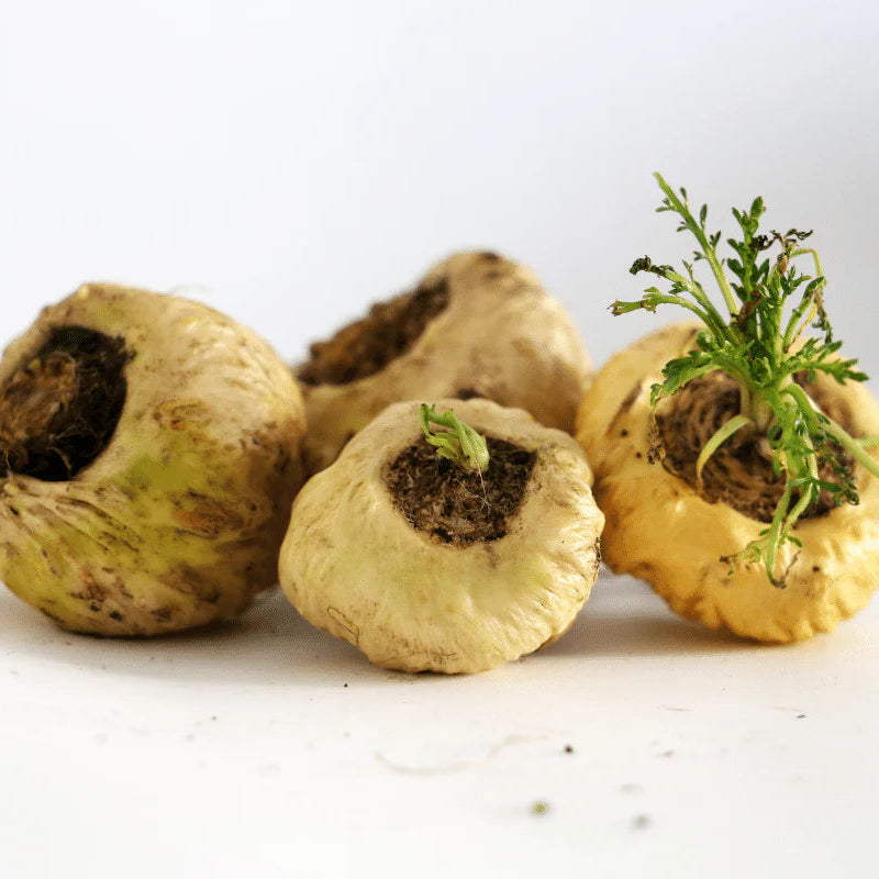 Maca Root Extract Powder - Herbuno (Gausyn Global LLP)