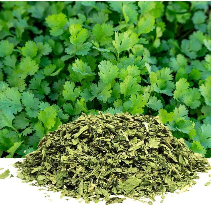 Dehydrated Coriander Leaves - Coriandrum sativum - Herbuno