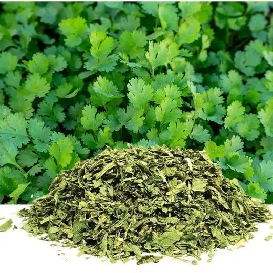 Dehydrated Coriander Leaves - Cilantro - Herbuno (Gausyn Global LLP)
