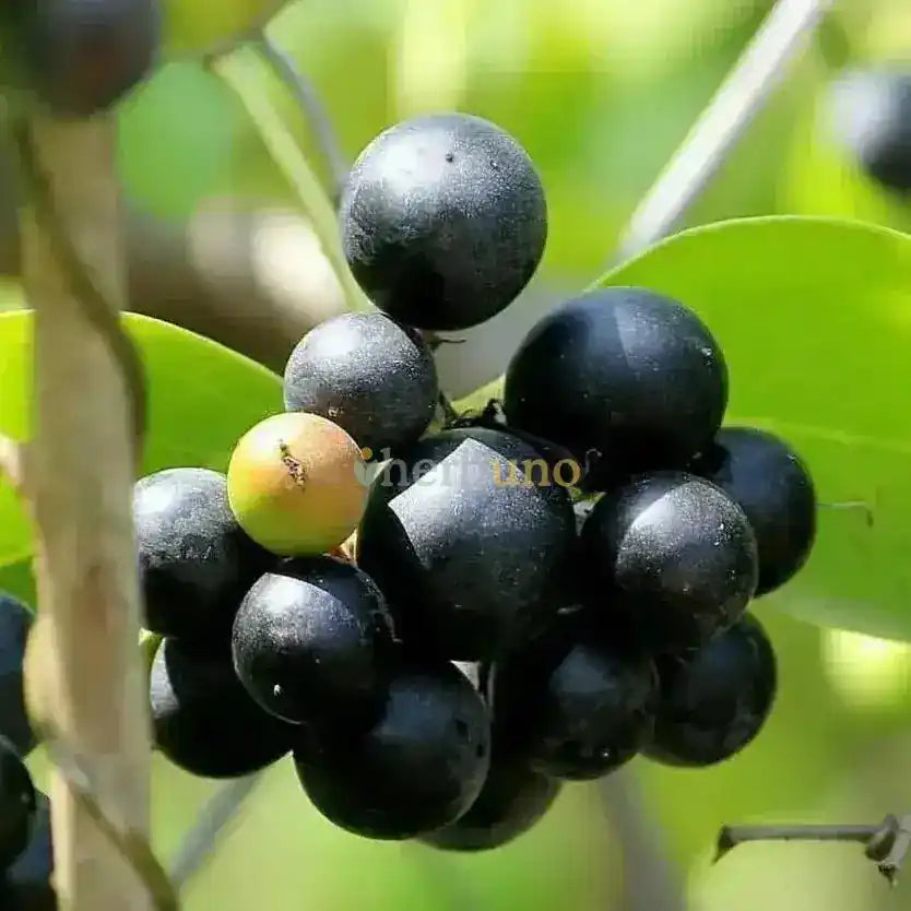 Dehydrated Karonda - Tart Superfruit Snack - Herbuno