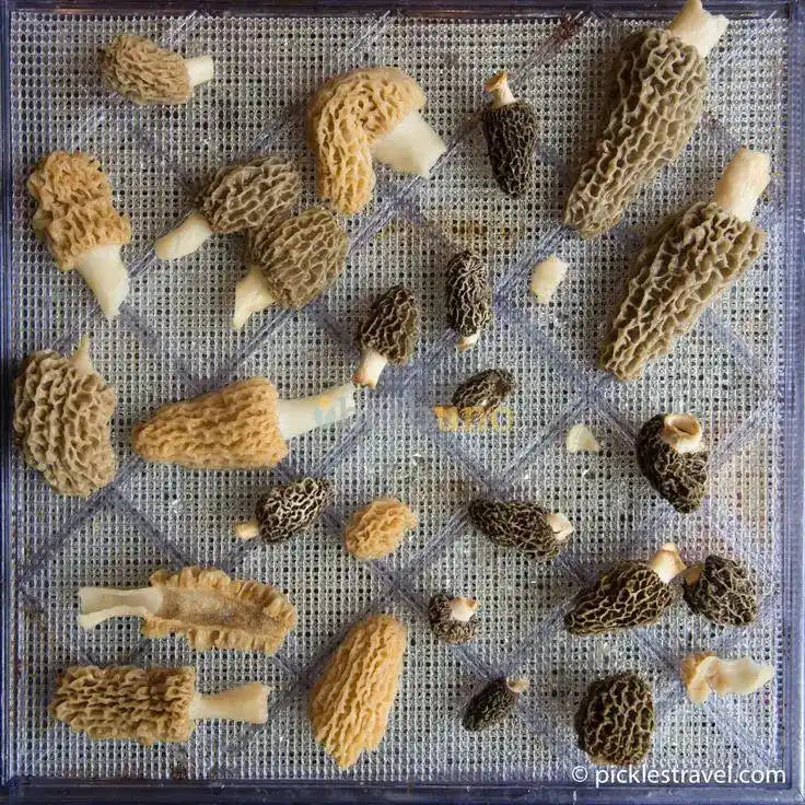 Dehydrated Morel Mushrooms - Gourmet Umami Flavor - Herbuno (Gausyn Global LLP)