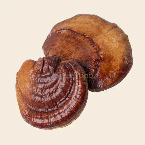 Dehydrated Reishi Mushroom - Ganoderma lucidum - dried mushroom