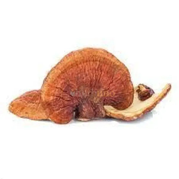 Dehydrated Reishi Mushroom - Ganoderma lucidum - dried mushroom