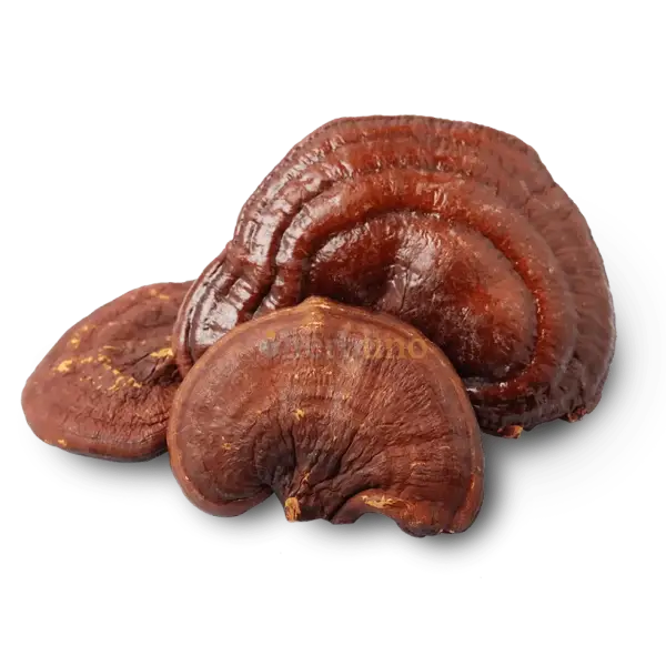 Dehydrated Reishi Mushroom - Ganoderma lucidum - dried mushroom