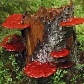 Reishi Mushroom Extract - Ganoderma lucidum - Herbuno