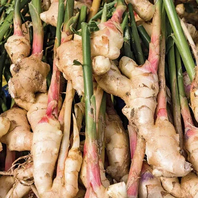 Ginger Extract Powder - Herbuno