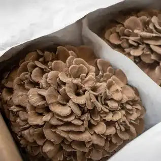 Maitake Mushroom Extract - Herbuno