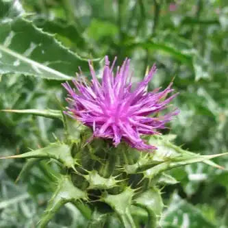 Organic Milk Thistle (Silybum marianum) Extract Powder - Herbuno.Com
