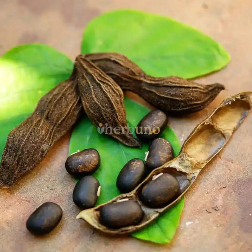 Mucuna Pruriens (Velvet Bean) Extract Powder - Herbuno.Com