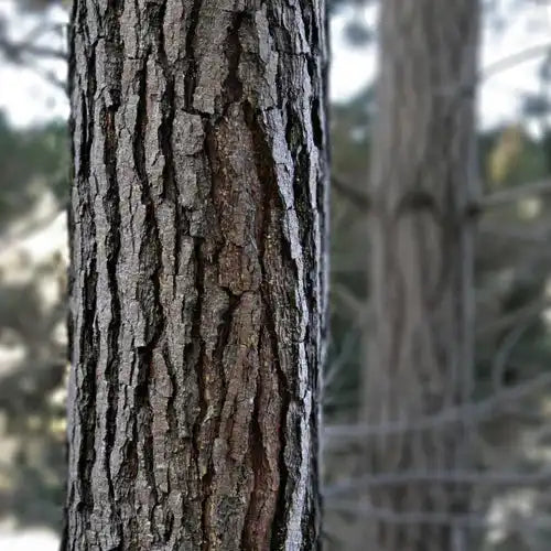 Pine Bark Extract Powder - Herbuno