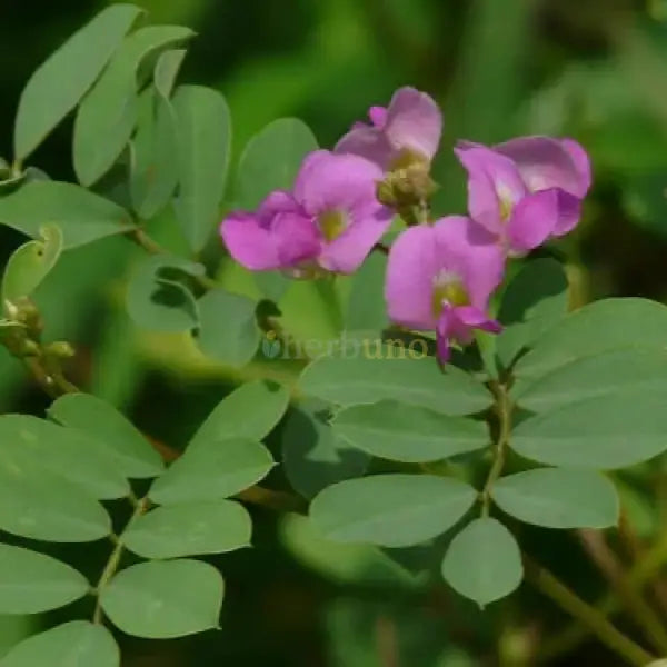 Tephrosia Purpurea Extract (Sarponkha) - other