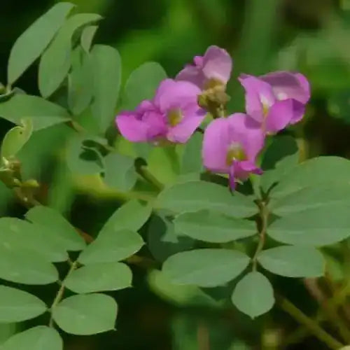 Tephrosia Purpurea Extract (Sarponkha) - Herbuno
