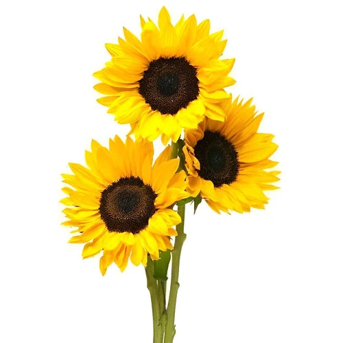 Vitamin E (500 IU/g) — from Sunflower - Herbuno (Gausyn Global LLP)