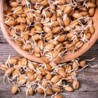 Wheat Germ Extract Powder - Herbuno (Gausyn Global LLP)