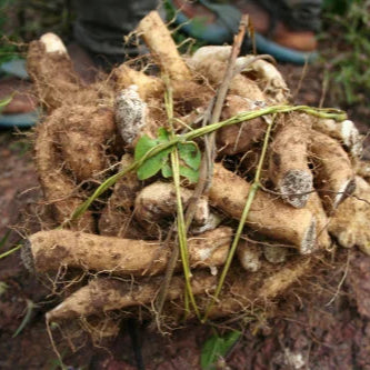 Wild Yam Extract - Dioscorea villosa - Herbuno (Gausyn Global LLP)