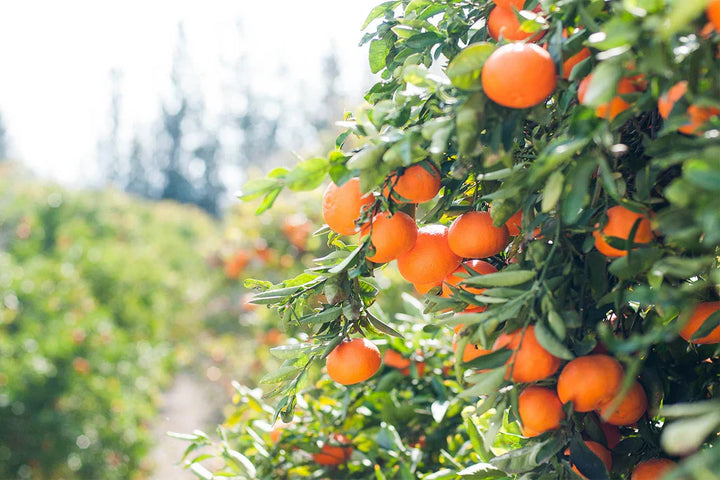 Top Botanical Extracts for Skin Benefits You Should Know