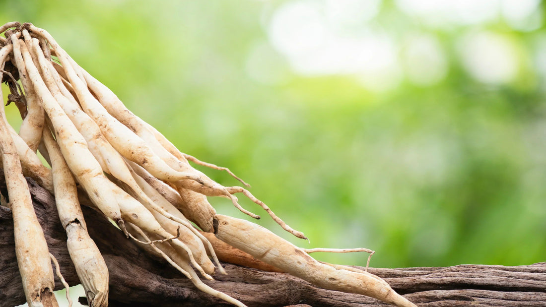 Shatavari and Women's Wellness: Boosting Strength, Balance, and Vitality Naturally - Herbuno