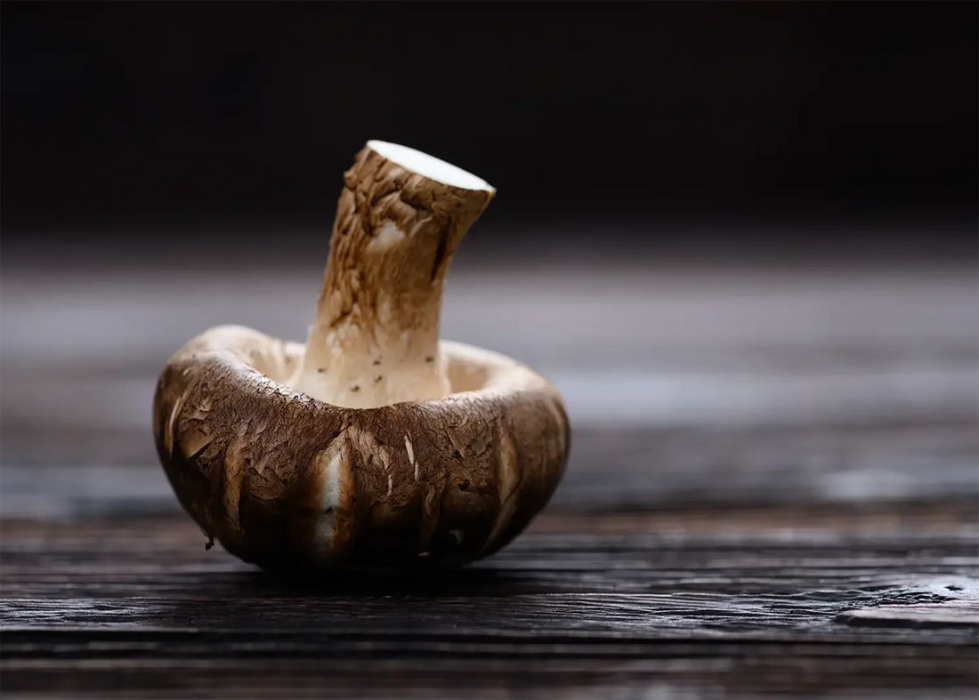 Wellness Powerhouse: Why Dried Mushrooms Are More Relevant Than Ever