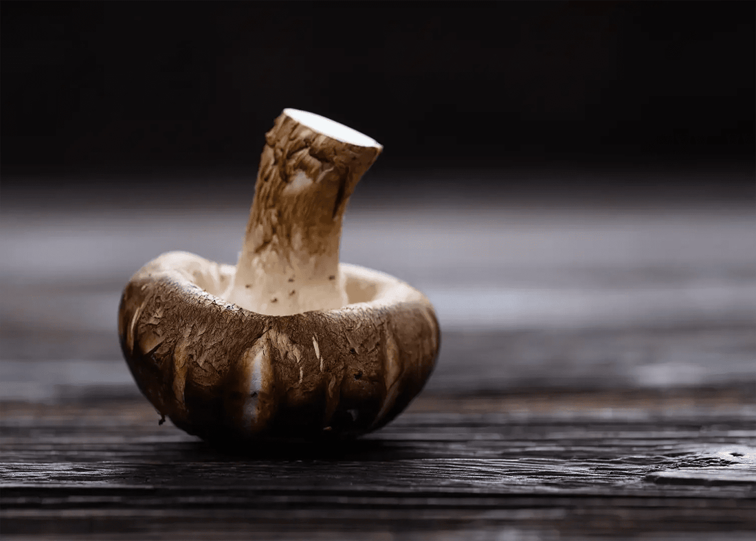 Wellness Powerhouse: Why Dried Mushrooms Are More Relevant Than Ever - Herbuno