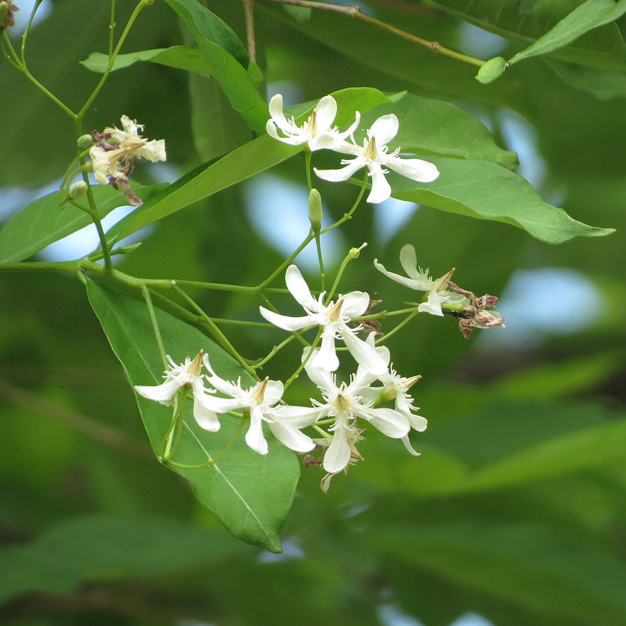 Calcium (12%) — from Wrightia tinctoria - Herbuno