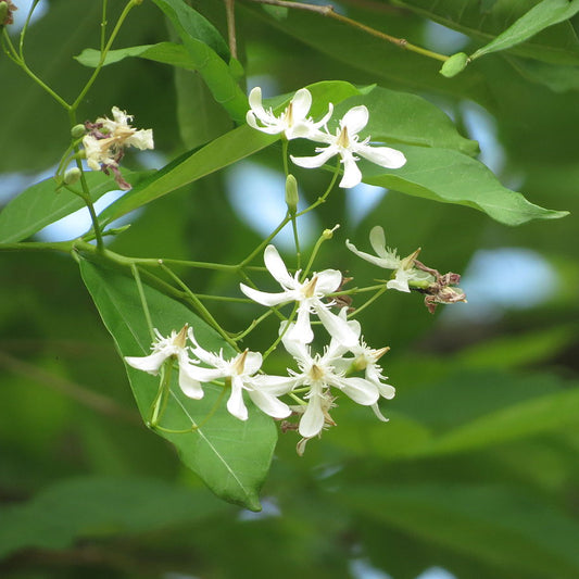Calcium (12%) — from Wrightia tinctoria - Herbuno
