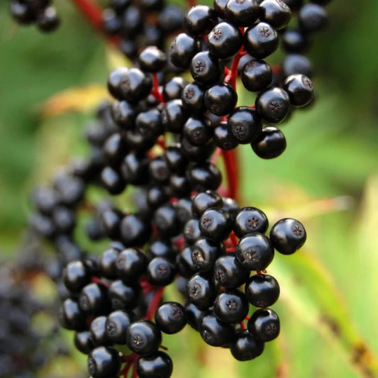 Elderberry Extract Powder - Sambucus nigra - Herbuno
