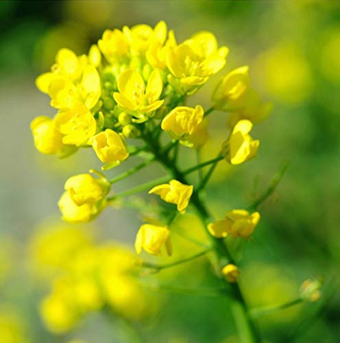 Selenium (2500 ppm) — from Mustard Seed - Herbuno