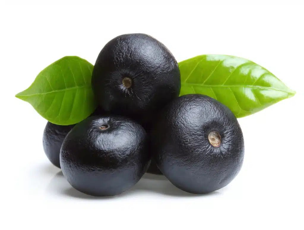 Acai berry Extract Powder - Euterpe oleracea  - Bulk Supplier India  - shop_name