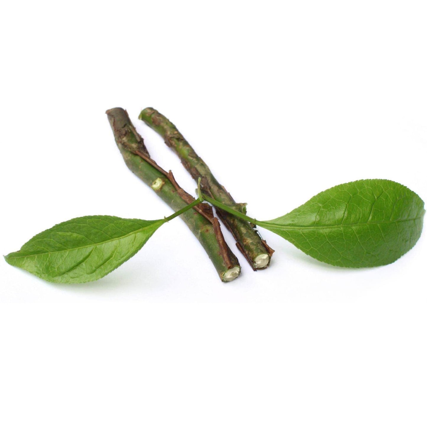 Amyris Extract Powder - Amyris balsamifera  - Bulk Supplier India  - shop_name