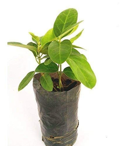 Порошок экстракта черники