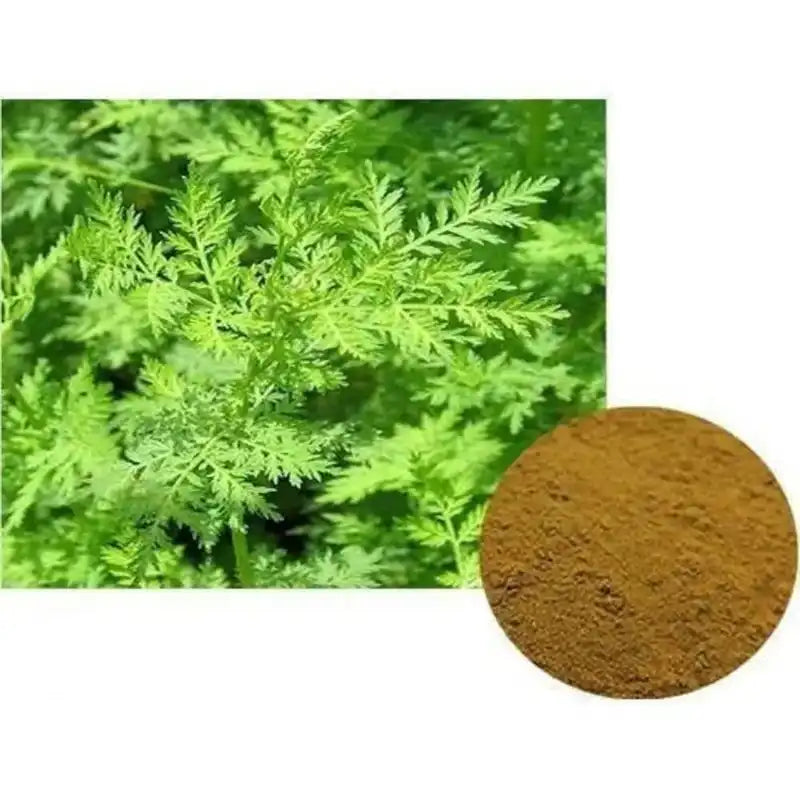 Artemisia Annua (Sweet Wormwood) Extract Powder - Herbuno.Com
