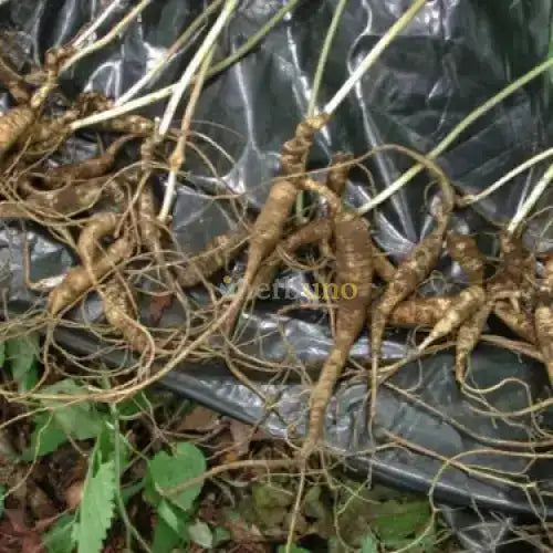 Asian Ginseng Extract Powder - Herbuno.Com