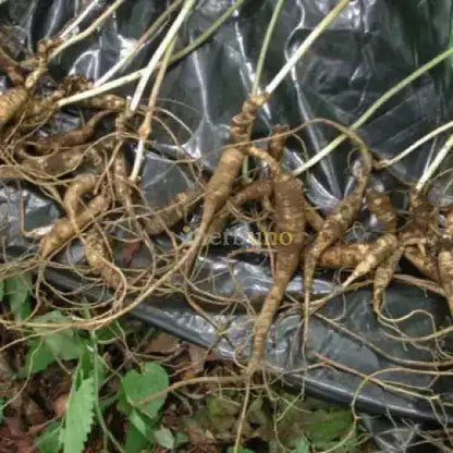 Asian Ginseng Extract Powder - Herbuno.Com