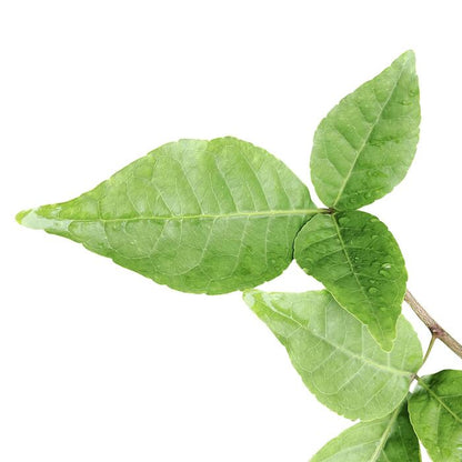 Bael Leaf Extract Powder - Aegle marmelos - Herbuno.Com