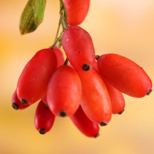 Barberry Extract Powder - Berberis Vulgaris - Herbuno.Com