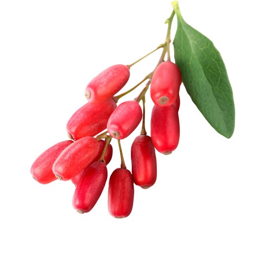 Barberry Extract Powder - Berberis Vulgaris - Herbuno.Com