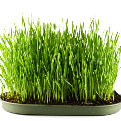 Barley Grass Extract Powder - Hordeum vulgare - Herbuno.Com