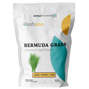 Bermuda Grass Extract Powder - Cynodon dactylon - Bulk Supplier India