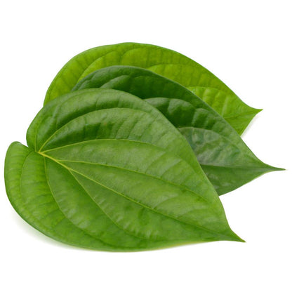 Betel Leaf (Paan) Extract Powder - Piper betle - Herbuno.Com