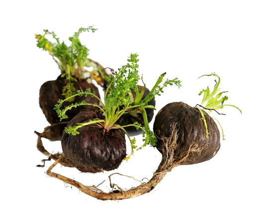 Black Maca Root Extract Powder - Lepidium meyenii - Herbuno.Com