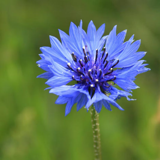 Close-up of a blue cornflower with a blurred green background