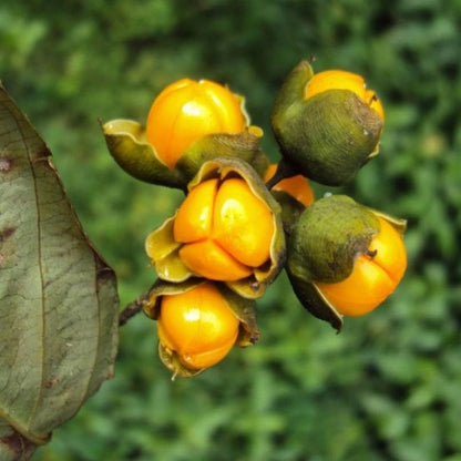 Camel Thorn Extract Powder - Yavasa - Alhagi camelorum - Herbuno.Com