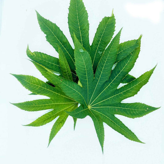 Castor Leaf Liquid Extract (Water Soluble) - Ricinus Communis Linn - Herbuno.Com